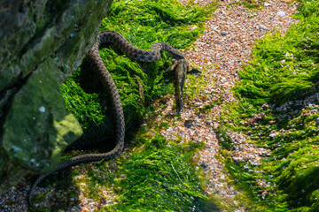 Water snake Natrix tessellata on the Azov sea shore with its prey