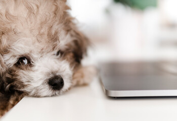 Portrait of an adorable poodle puppy - closeup of a puppy dog ​​with his head resting on the laptop desk - focus on the nose.