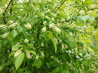 Branches of flowering bird cherry tree after the rain. Wet flowers and leaves. Water drops on leaves. 