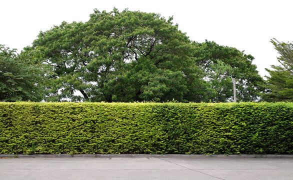 long tree hedge and cement floor in foreground. the upper part isolated on white background.