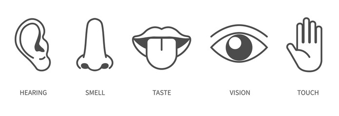 Set of sensory organs in a flat line style. Smell of nose, eye sight, ears, touch of skin, taste of tongue. Human organs and face parts. Educational anatomy visual aid poster template.	