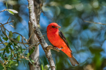 Male Scarlet Tanager Perched in Tree in Grand Isle Louisiana During Spring Migration