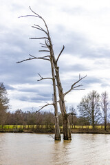 Trees in the Louisiana bayou.