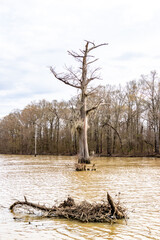 Tree in Louisianan bayou