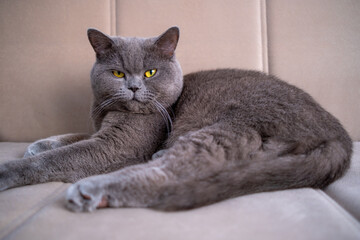 British shorthair cat, blue-gray color with orange eyes. Lying on the sofa and looking at camera.