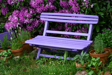 Pink  wooden bench with pink purple flowers of a Rhododendron shrub (Rhododendron roseum elegans) in the background.