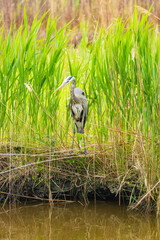 Heron looking for food by a water inlet.