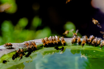 bee swarm drinks water from a bucket. selective focus