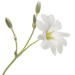 White flower of Cerastium, isolated on white background