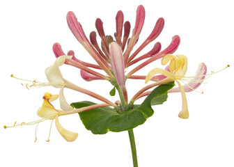 Flowers of honeysuckle, lat. Lonicera caprifolium, isolated on white background