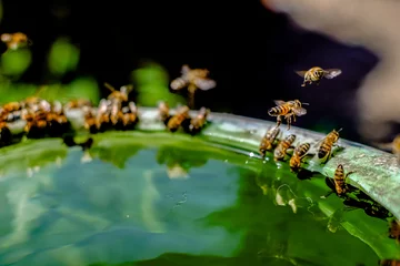 Papier Peint photo autocollant Abeille essaim d& 39 abeilles boit de l& 39 eau d& 39 un seau. mise au point sélective