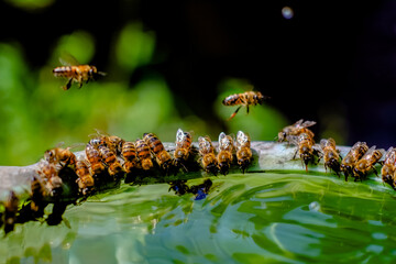 bee swarm drinks water from a bucket. selective focus