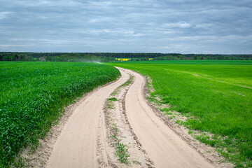 Fototapeta na wymiar Spring Belarusian landscape. Country road through a bright green field of young rye.