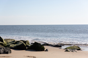 Dolphins swimming close to the shore line.