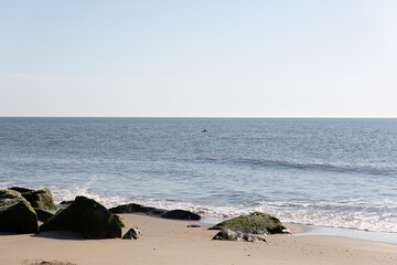 Dolphins swimming close to the shore line.