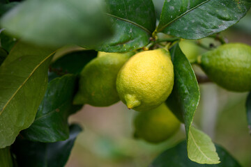 APPENNINO TOSCO EMILIANO MAB UNESCO