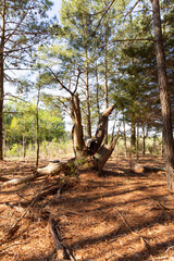 Dead tree in the woods.