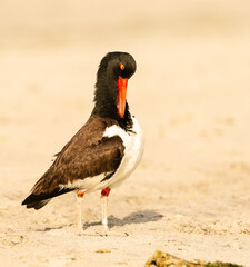Preening Oystercatcher 