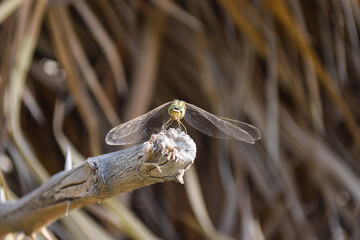 Black Dragonfly on dry wood in park, insect animal macro, outdoor close up nature background