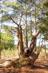 Dead tree in the woods.