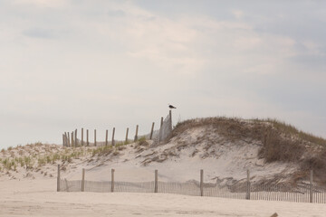Seagull standing on post in the sand dunes.
