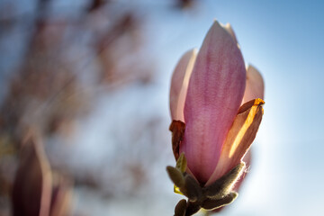 pink magnolia flowers at sunset closeup trees in bloom