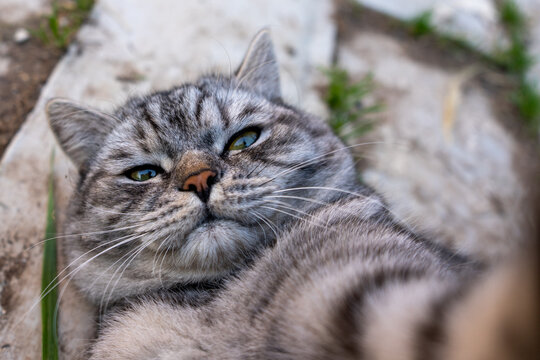 Furry grey cat takes a selfie lying down