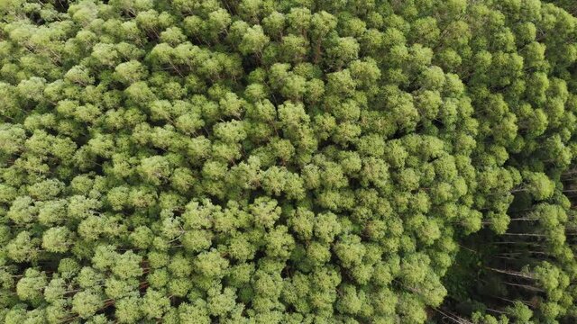 a beautiful forest seen from the sky