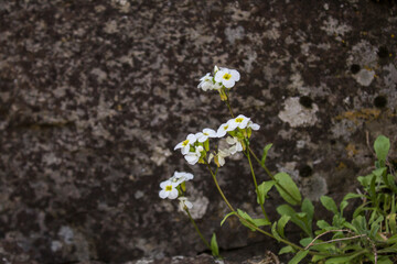 White wild flower amid rock