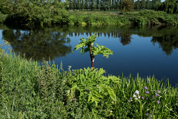 Fototapeta na wymiar Sosnowsky's hogweed (Heracleum sosnowskyi) next to the river. 