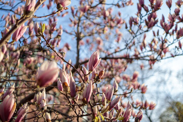 pink magnolia flowers at sunset closeup trees in bloom