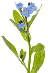 Blue flower of forget-me-not, lat. Myosotis arvensis, isolated on white background