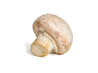 Ripe mushroom mushroom on a white background