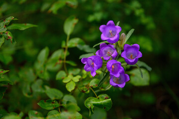 APPENNINO TOSCO EMILIANO 