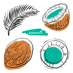 Coconut. Whole, half, leaf.  Colorful sketch collection of tropical fruits isolated on white background. Doodle hand drawn fruit icons. Vector illustration