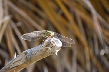Black Dragonfly on dry wood in park, insect animal macro, outdoor close up nature background