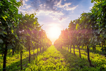 Sunny vineyards in Vipava valley, Slovenia.