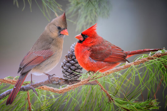 Northern Cardinal Male and Female in Pine Tree in Louisiana in Winter