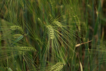 Young green rye grains in the field. Natural corn growing up
Fresh, green, young hybrid wheat field in Spring, South-East Europe, with natural afternoon light