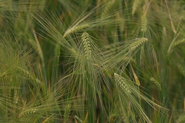 Young green rye grains in the field. Natural corn growing up
Fresh, green, young hybrid wheat field in Spring, South-East Europe, with natural afternoon light