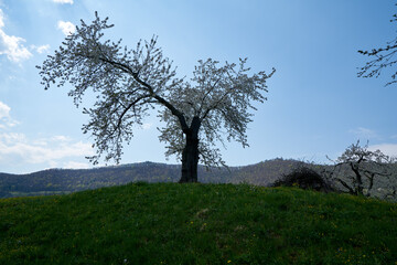 Single blossoming tree in spring.