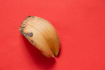 yellow dried leaf of a phalaenopsis flower lies on an isolated background close-up