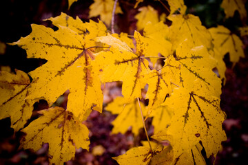 Yellow Maple Leaves Close Up Colorful Fall Foliage in Autumn Season