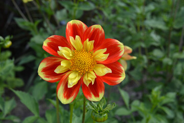 Red and yellow dahlia blooms in the garden