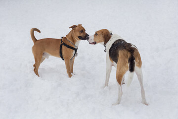 Russian hound and american staffordshire terrier puppy are standing in the winter park. Pet animals.