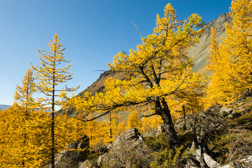 Fototapeta premium Magnificent panoramic view of the mountain landscape of the autumn Altai. Wooded slopes of larch trees on a clear day.