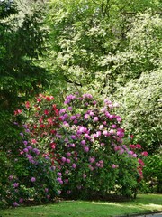 Fototapeta na wymiar Rhododendronbüsche