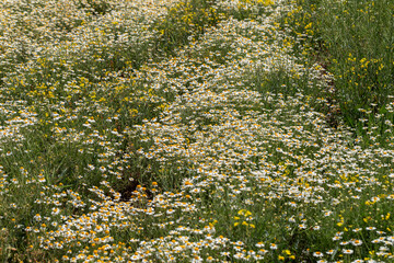 Bloom. Chamomile. Blooming chamomile field, chamomile flowers on  meadow in summer, selective focus, blur. Beautiful nature scene with blooming medical daisies on sun day. Beautiful meadow background