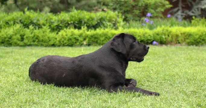 Young black labrador retriever laying on green lawn.