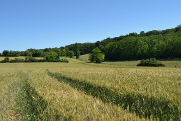 Champs de c&eacute;r&eacute;ales